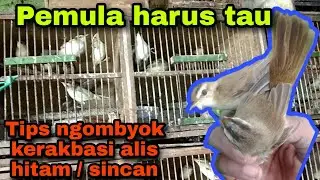 Cara membedakan kerakbasi alis hitam / sincan jantan dan betina