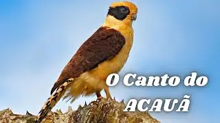 O Canto do ACAU&Atilde; Acan&atilde; Cu&atilde; Cau&atilde; Deus Quer Um Gavi&atilde;o Coveiro
