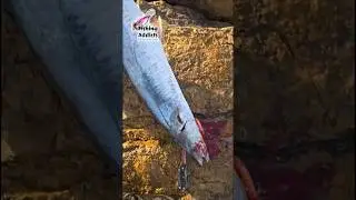 גם לרוסלאן הגשמנו את החלום לדוג מפלץ מהחוף! רוסלאן היום עם פלמידה של כ 8 קג על הלביא TG