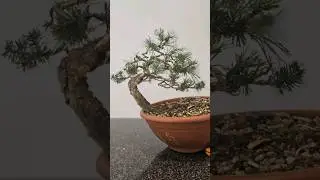 How to start a Bonsai with a small yamadori pine🌲 #bonsai #fyp #switzerland #schweiz #diy #wire #ben