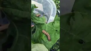 Caterpillar to Moth #lifecycle #moth #caterpillar #kidsfun #arushiayushi #gardening #twinsisters
