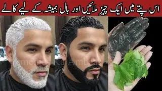 Natural Black Hair Dye |No More White & Grey Hair  Get Jet Black Shiny Silky Hair in Just 5 Minutes😱