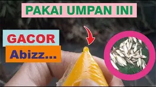 Cara mancing wader/lunjar/kakul di sungai air jernih