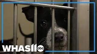Someone dumps 5 puppies in Louisville Metro Animal Services' parking lot