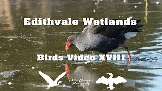 Edithvale Wetlands - Birds Video XVIII #birds #australiannativebirds #birdsofaustralia #birdlist