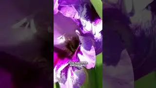 Gladiolus - A history as bold as its beauty #gladiolus  #flower #flowers  #garden #garden #meaning