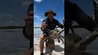TRUE CRABS GIANT MUDCRAB barehanded catch forISLAND SURVIVAL #shorts #ytshorts #food