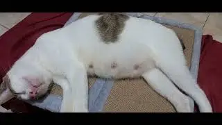 Pregnant Puspin Cat 