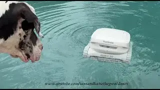 Funny Great Dane Reviews The New Pool Mate Hydro 3S Cordless Pool Cleaner Robot Perfect for Pets