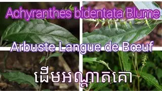 Achyranthes bidentata Blume #Arbuste Langue de B&oelig;uf #plants #tree #remedy  #ដើមអណ្តាតគោ