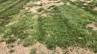 Газон Transition Zone Turf &ndash; Performance Lawns 615-708-5549