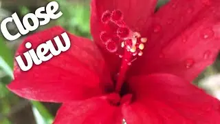 Close HD view of Red hibiscus flowers /Hibiscus flower close-up view.