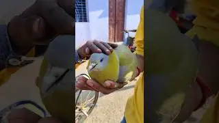 Green pigeon 🐦#viralvideo #reels #funny #animals🏞️💙💤🌳