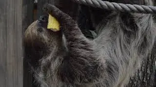 Sloth at Wild Florida