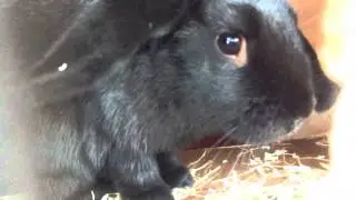 harlem shake (rabbit edition)