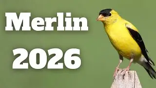Полное руководство по приложению Merlin Bird ID в 2026 году