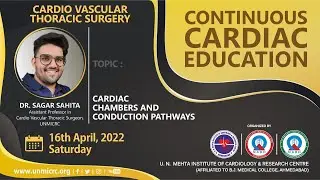 Cardiac Chambers And Conduction Pathways