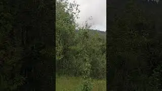 Land in peaceful location #nature #nainitalpropertyy #nainital #mukteshwar #bhimtal #almora #bhowali