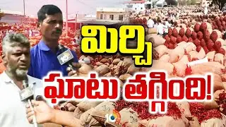 అన్నదాత ఆవేదన.. ఘాటు తగ్గిన మిర్చి | Mirchi Farmers | Mirchi Price | 10tv