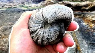 CRAZY FOSSIL HUNT! - Rare Nautilus + Jaw bones