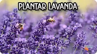 Como Y Porque Plantar Lavanda En El Huerto || Huerta Aromatica || La Huertina De Toni
