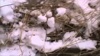 Tobogganing fails (ThaGroupOfKids)