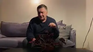 Кислица (оксалис). Не путайте комнатное растение с сорняком