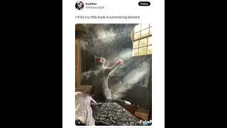 Fantasy #Feline #Memes That Satiate Your Wizardly Desire