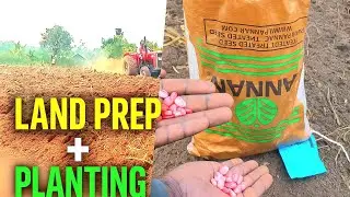 Step by step maize farming|tractor ploughing & planting tutorials