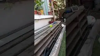 una pulga traviesa