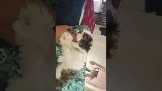 #love #song #music #dogshorts #trendingsong #trending #90s #petlover #shortvideo #shihtzu #cutedog