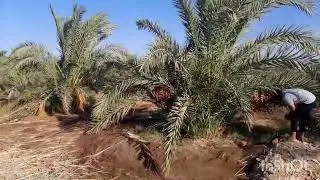 مزرعه نموذجيه علي مساحه ١٠ فدان منتجه بعقد ابتدائي بالواحات البحريه
