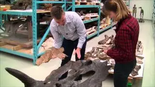 Horned dinosaurs: new species?