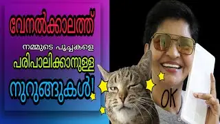 Top Tops To Keeping Your Cat Active & Safe In Summer | Cat Safety @NANDASPets | Vanaja Subash