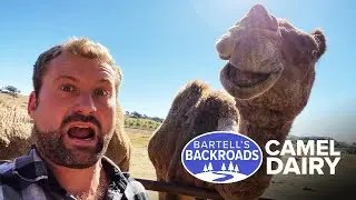 Every day is hump day at this camel dairy and rescue center | Bartell's Backroads