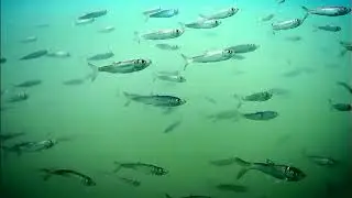 Hypomesus nipponensis (wakasagi, Japanese smelt) & Тихоокеа́нская сельдь Clupea pallasii