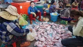 Morning Fish Market Scene @Chhbar Ampov - The Second Site Distribute Fish, Dry Fish, SeaFood & More