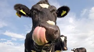 Animal Behaviors That Still Can't Be Explained