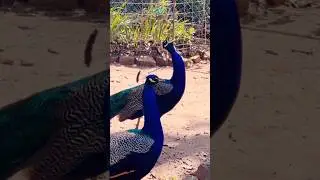 #viral #peacock #viral #reels #comment #youtubereels #shorts #youtube #viralvideo #like #wildlife