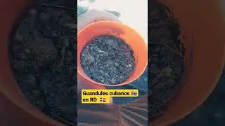 Guandules cubanos en RD. Los traje de la casa de un agente del #minint #cuba