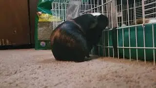 chonky guinea pig walks around