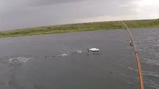 Alaska Aleuten 2018 Tag 4 Silberlachs Rekordzahlen  / Silver salmon fishing in record numbers