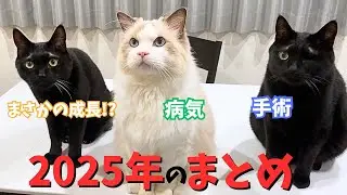 愛猫の健康について沢山考えさせられた1年でした…【まとめ】