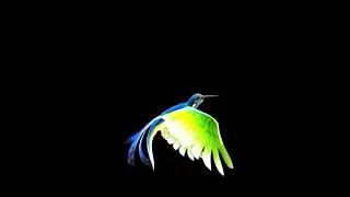 Black Screen Bird Fly