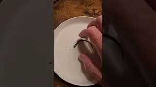 A Lizards tail without the Lizard!!! Still Moving!!!
