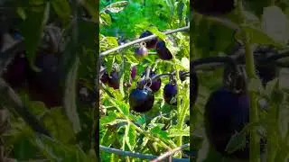 PURPLE/BLACK TOMATOES #shorts #tomato #satisfying #asmr #nature #youtubeshorts