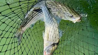 Labor Day 2025 NorCal Fishing for Striped Bass