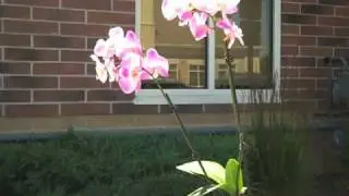 Orchid Lighting