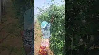 long beans harvesting#kaaramani#chengalpet