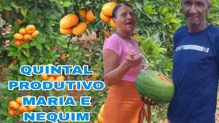 QUINTAL PRODUTIVO DE MARIA E NEQUIM | Simplicidade na Ro&ccedil;a | Roceiro Principiante 
